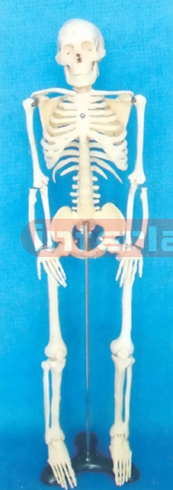 85 CM TALL, ADULT BONECOLOUR CARTILAGE SKELETON WITH IRON STAND